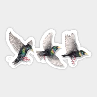 Starling Trio Sticker